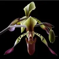 Paphiopedilium lowii