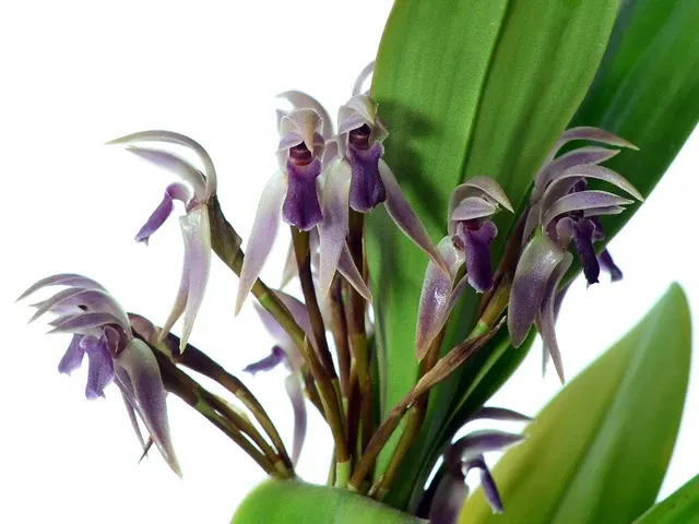 Maxillaria multicaulis (Maxillaria)