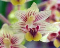 Eria amica