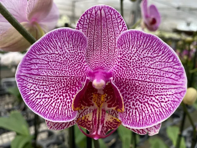 Phalaenopsis I-Hsin Red Angel