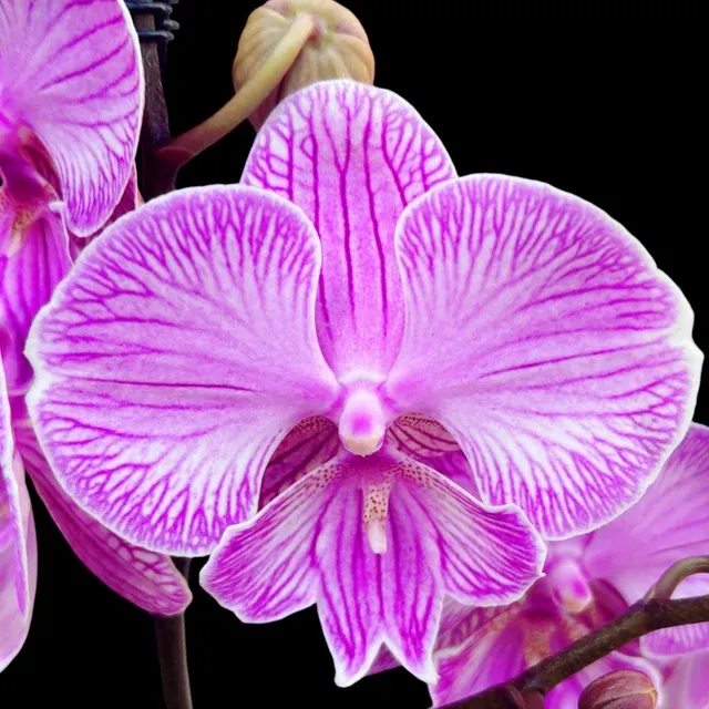 Phalaenopsis Manta Romblon Big Lip