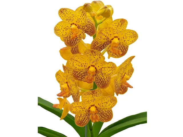 Vanda Suwannaphum 'Butterfly' (Vanda)