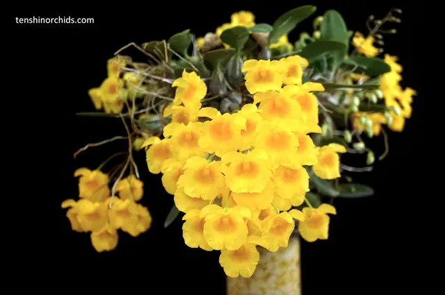 Dendrobium Ueang Peug (Dendrobium)
