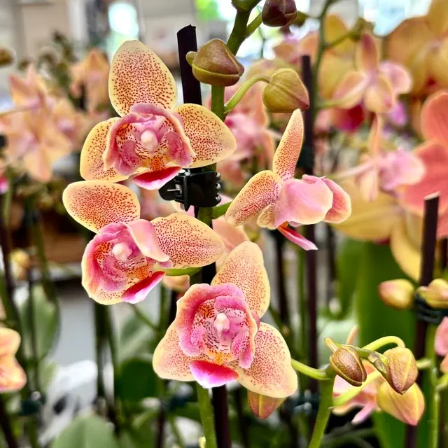 Phalaenopsis Aromio Spicy - Flori Parfumate