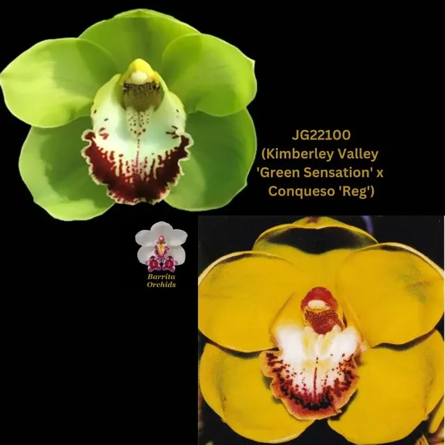 Cymbidium Kimberley Valley 'Green Sensation' x Conqueso 'Reg' (Cymbidium)