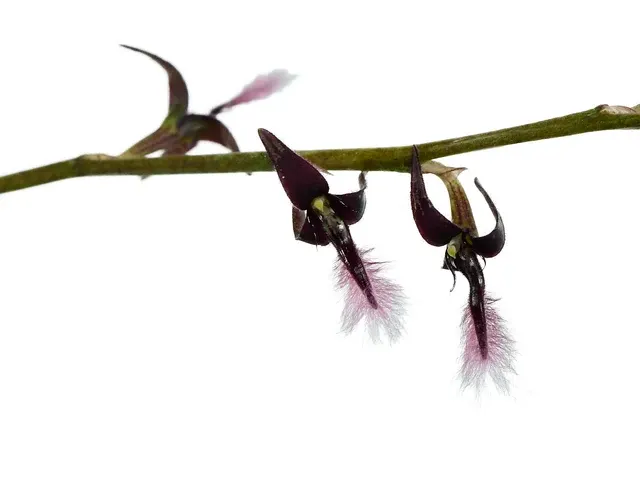 Bulbophyllum saltatorium 'albociliatum' (Bulbophyllum)