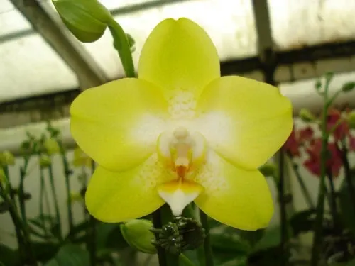 Phalaenopsis Sogo Pride