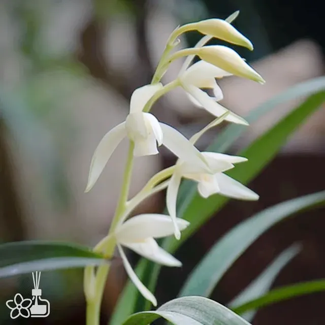 Cymbidium ensifolium 'Qing-Shan-Yu-Quan' (Cymbidium)