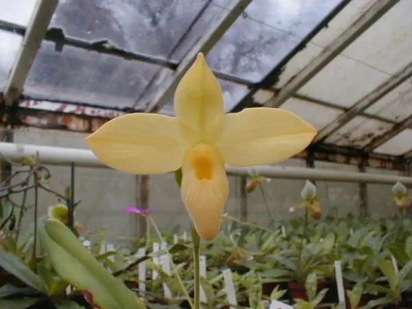 Phragmipedium besseae 'flava'