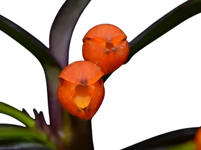 Maxillaria jamesonii (Maxillaria)