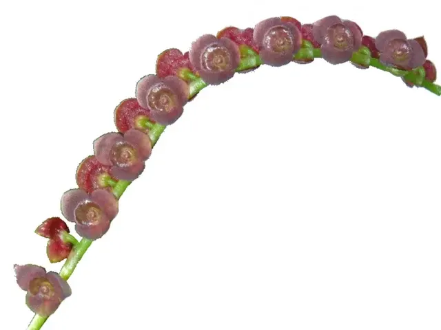 Stelis coronaria (Stelis)