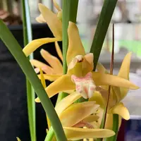 Fragrant! Orchid Maxillaria tenuifolia 'Yamada' (The Coconut Orchid) Live Mature PLant