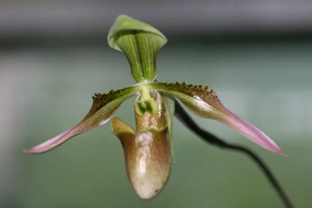 Paphiopedilum appletonianum x sib (Paphiopedilum)
