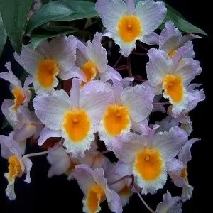 Dendrobium farmerii var pink sp