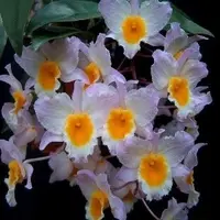 Dendrobium farmerii var pink sp.
