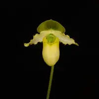 Paphiopedilum primulinum