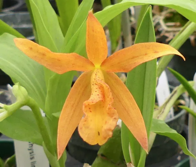 Brassocattleya Mini Bird (Brassocattleya)