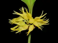 Pleurothallis ruscifolia