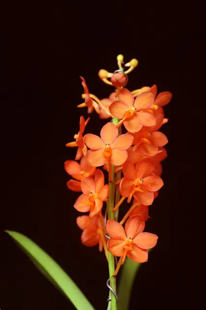 Vanda Tere Camacho 'Orange Crush' (Vanda)