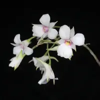 Dendrobium fytchianum