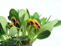Masdevallia arangoi
