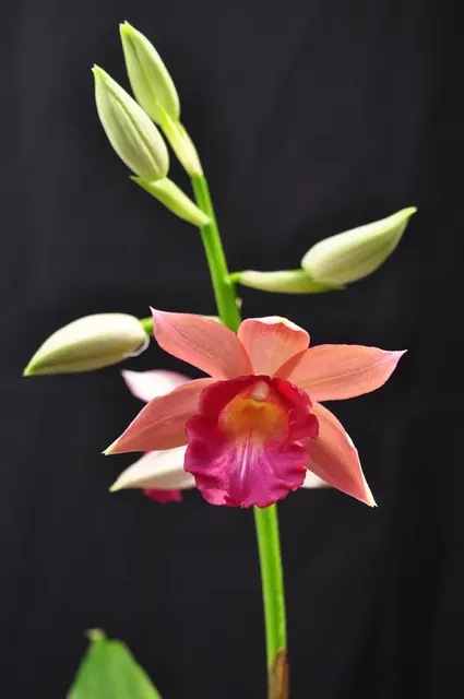 Phaius Lady Ramona Harris 'Looking at You'
