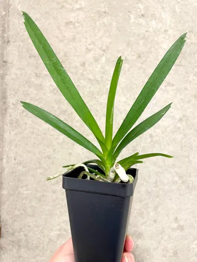 Vanda Kyra Green X Paksorn Fragrance | SapphireChild Orchids (Vanda)