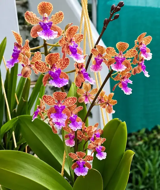 Oncidium Bai Pai Pink (Oncidium)