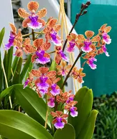 Oncidium Bai Pai Pink Blooming Size