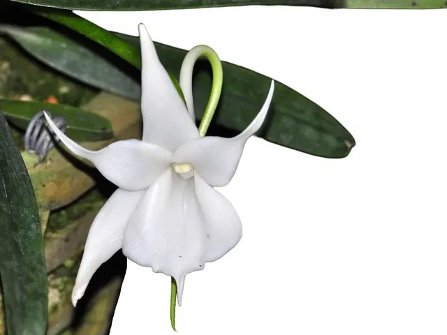 Angraecum leonis comoro (Angraecum)