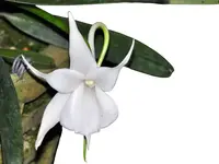 Angraecum leonis comoro