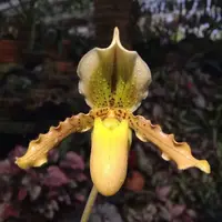 Paph. exul X Paph. primulinium