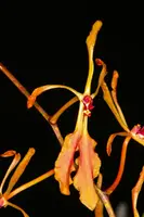 Renanthera vietnamensis