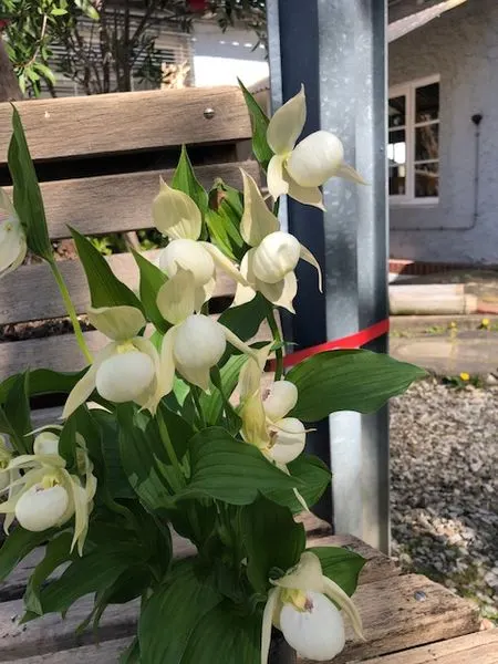 Cypripedium Hybride 'weiß'
