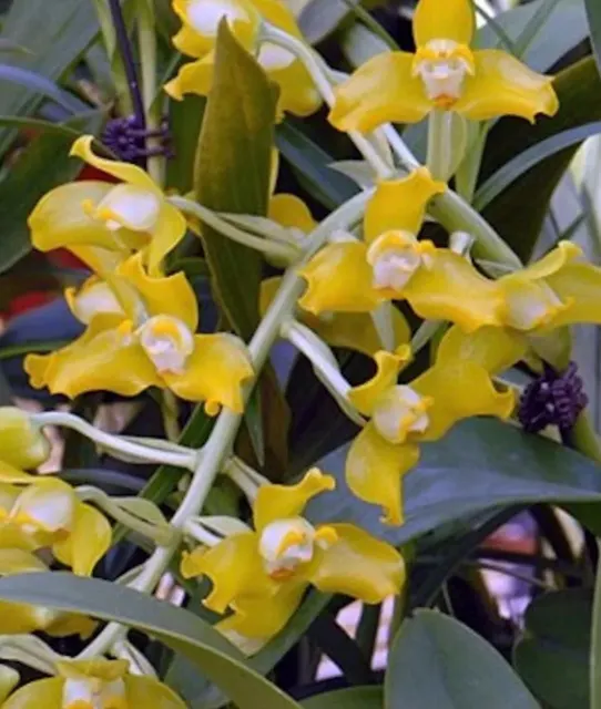 Grammangis ellisii var alba x sib