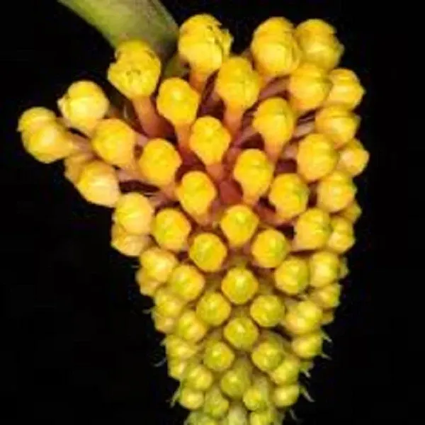 Robiquetia cerina fma sp 'Yellow' (Robiquetia)