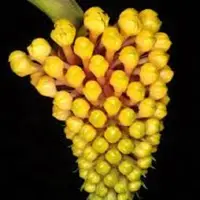 Robiquetia cerina fma. 'Yellow' sp.
