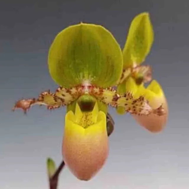 Paphiopedilum primulinium var purpurascens (Paphiopedilum)