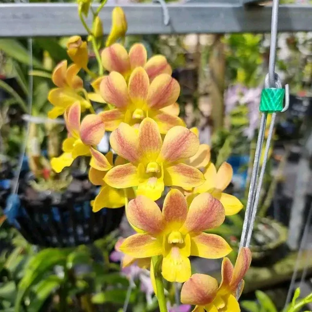 Dendrobium Burana Coral (Dendrobium)