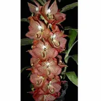 Cycnoches barthiorum sp.