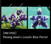 Phalaenopsis LL Blue Kirin (Phal. Penang Jewel x Lioulin Blue Parrot)