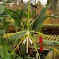 Cattleya Orchid Plant 4" Pot Epidendrum nocturnum Florida Native Fragrant Night Blooming Orchid