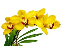 Cymbidium Gold Nugget (medium)