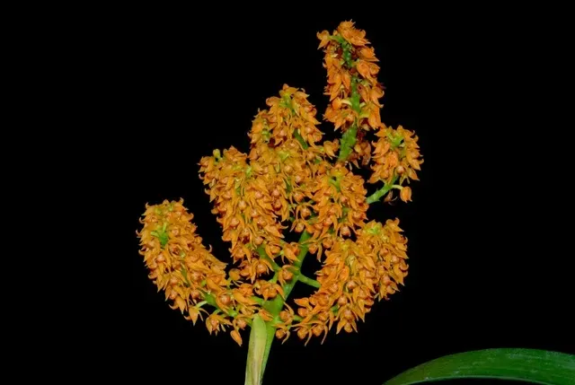 Polystachya paniculata (Polystachya)