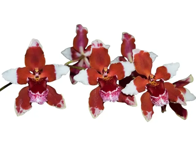Cyrtocidium Pepe Portilla 'Camila' (Cyrtocidium)