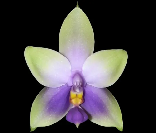 Phalaenopsis Samera (violacea indigo x bellina coerulea)