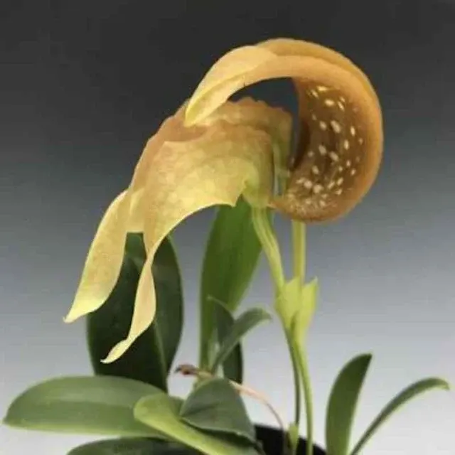 Bulbophyllum grandiflorum sp