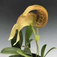 Bulbophyllum grandiflorum sp.