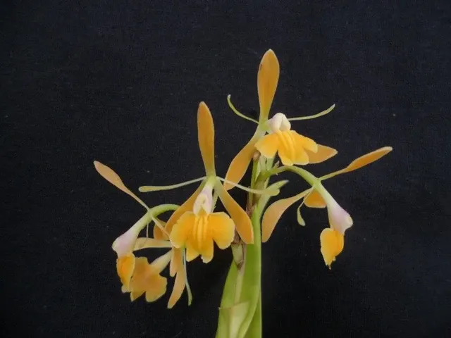 Epidendrum pseudepidendrum x polyanthum