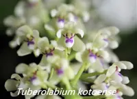 Tblm. kotoense (TBLM) (- Others ) Tblm.=Tuberolabium